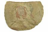 Selenopeltis Trilobite With Red Spines - Fezouata Formation #270541-1